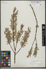 Foto von Salix viminalis L.
